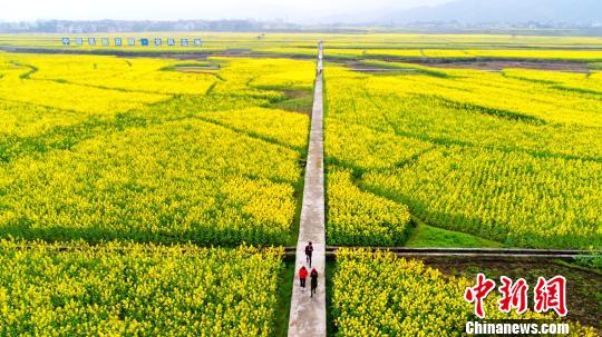 图为游客在秀山清溪油菜花地游玩。 陈碧生 摄 图为游客在秀山清溪油菜花地游玩。 陈碧生 摄