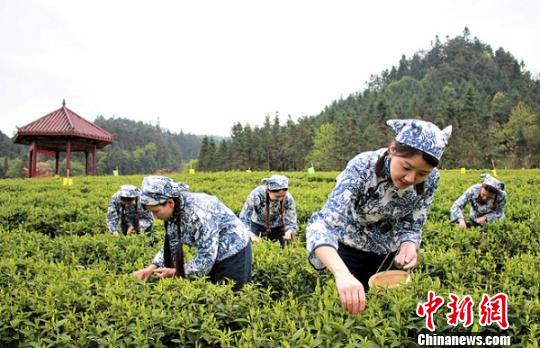 安化黑茶开园 周翔 摄 安化黑茶开园 周翔 摄