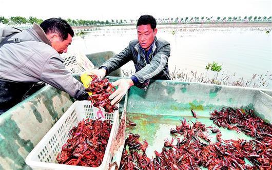 湖北潜江小龙虾开捕 58元一斤比去年最高价高出10%